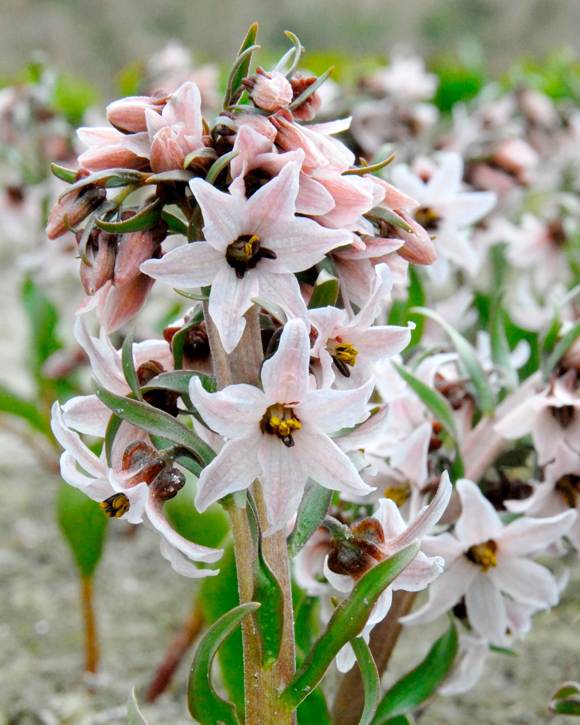 Fritillaria Stenanthera 3 Fritillaria Stenanthera