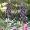 Fritillaria 'Twin Towers Tribute' -UK Garden Plants Sales 2024 fritillaria twin towers tribute