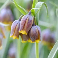 Fritillaria Uva-vulpis