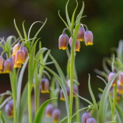 Fritillaria Uva-vulpis -UK Garden Plants Sales 2024 fritillaria uva vulpis 1 scaled