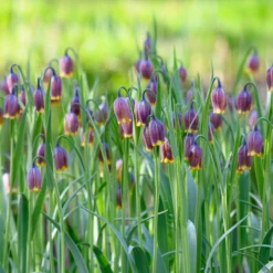 Fritillaria Uva-vulpis -UK Garden Plants Sales 2024 fritillaria uva vulpis 2 scaled