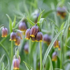 Fritillaria Uva-vulpis -UK Garden Plants Sales 2024 fritillaria uva vulpis 3 scaled