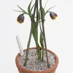 Fritillaria Uva-vulpis -UK Garden Plants Sales 2024 fritillaria uva vulpis 6 scaled