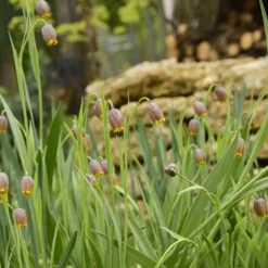 Fritillaria Uva-vulpis -UK Garden Plants Sales 2024 fritillaria uva vulpis 7 scaled