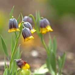 Fritillaria Uva-vulpis -UK Garden Plants Sales 2024 fritillaria uva vulpis 8 scaled