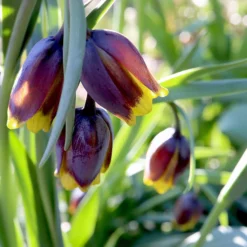 Fritillaria Uva-vulpis -UK Garden Plants Sales 2024 fritillaria uva vulpis 9 scaled