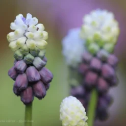 Muscari 'Grape Ice' -UK Garden Plants Sales 2024 grape ice