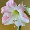 Amaryllis 'Apple Blossom' -UK Garden Plants Sales 2024 hippeastrum apple blossom 8 scaled