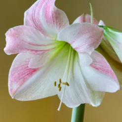 Amaryllis 'Apple Blossom'