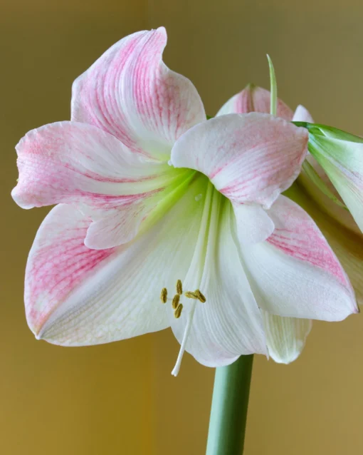 Amaryllis 'Apple Blossom' 4 Amaryllis 'Apple Blossom' -UK Garden Plants Sales 2024 hippeastrum apple blossom 8 scaled