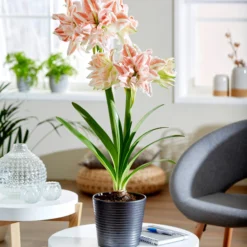 Amaryllis 'Dancing Queen' -UK Garden Plants Sales 2024 hippeastrum dancing queen 4 scaled