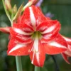 Amaryllis 'Minerva' -UK Garden Plants Sales 2024 hippeastrum minerva 8 scaled