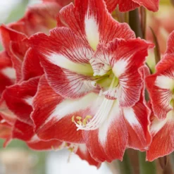 Amaryllis 'Minerva' -UK Garden Plants Sales 2024 hippeastrum minerva 9 scaled