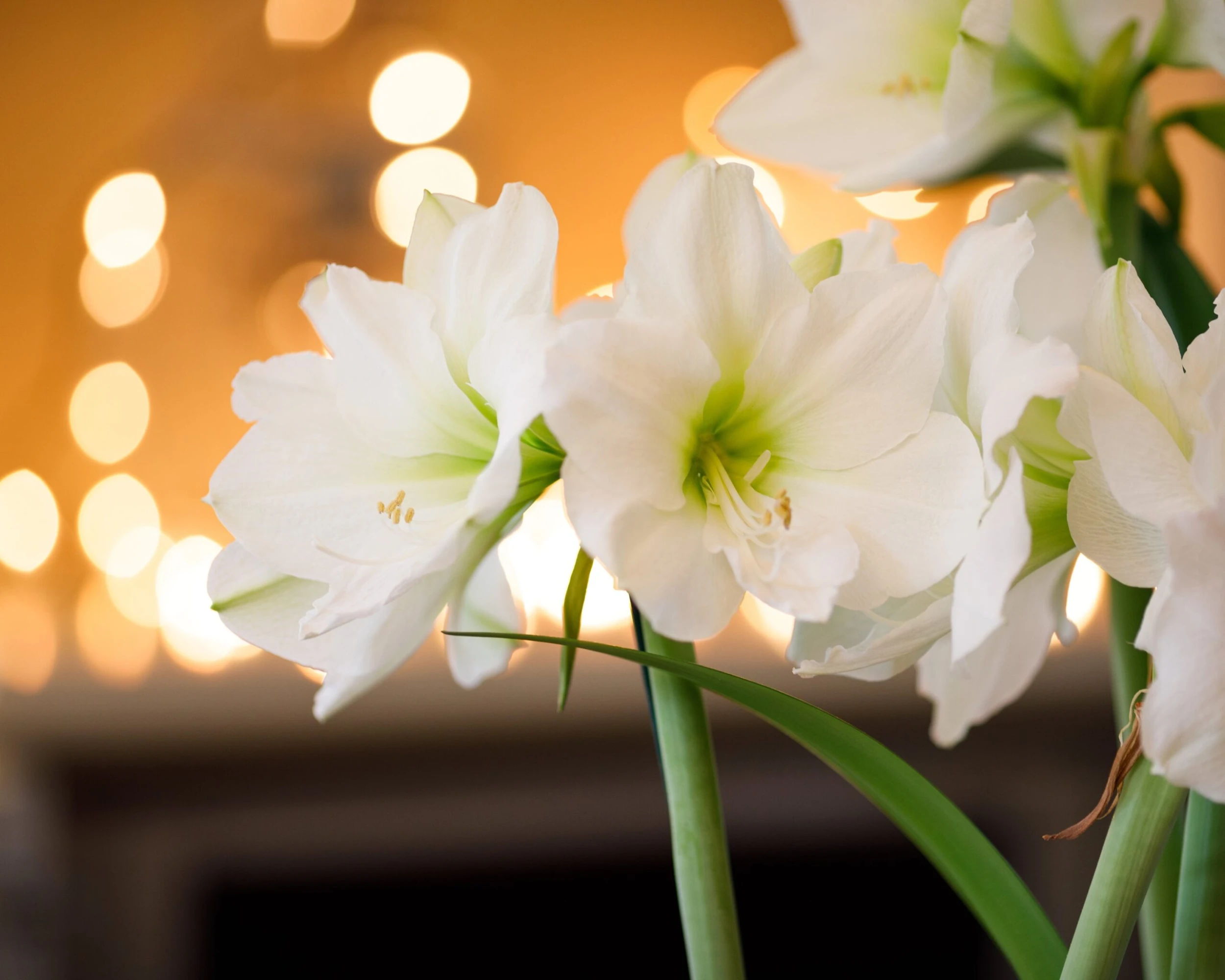 Amaryllis 'Mont Blanc' 4 Amaryllis 'Mont Blanc' - Image 2