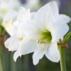 Amaryllis 'Mont Blanc' 1 Amaryllis 'Mont Blanc' -UK Garden Plants Sales 2024 hippeastrum mont blanc 6 scaled