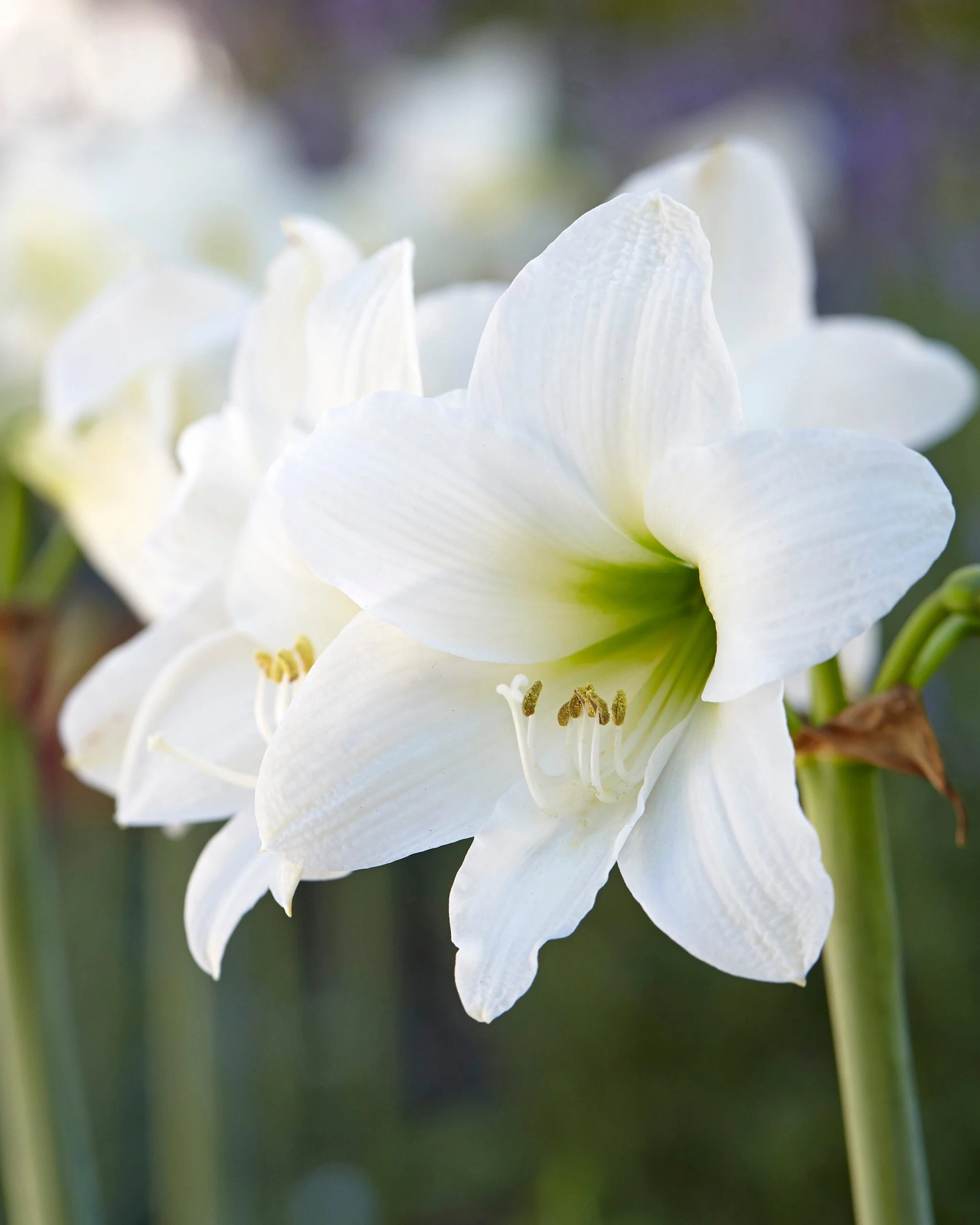 Amaryllis 'Mont Blanc' 3 Amaryllis 'Mont Blanc'