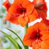 Amaryllis 'Orange Souvereign' -UK Garden Plants Sales 2024 hippeastrum orange souvereign 4 scaled