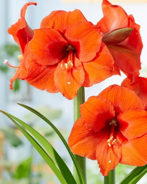 Amaryllis 'Orange Souvereign' -UK Garden Plants Sales 2024 hippeastrum orange souvereign 4 scaled