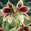 Amaryllis 'Papilio' -UK Garden Plants Sales 2024 hippeastrum papilio 1