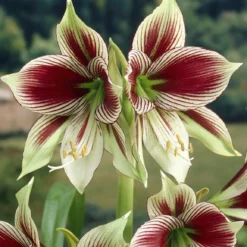 Amaryllis 'Papilio'