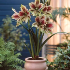 Amaryllis 'Papilio' -UK Garden Plants Sales 2024 hippeastrum papilio 2