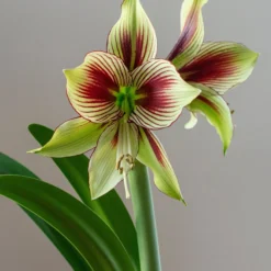 Amaryllis 'Papilio' -UK Garden Plants Sales 2024 hippeastrum papilio 3 scaled