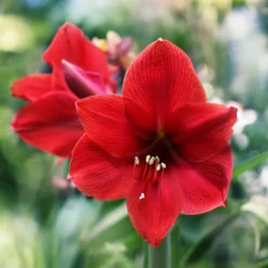 Amaryllis 'Red Lion' -UK Garden Plants Sales 2024 hippeastrum red lion 4 scaled