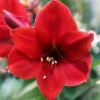Amaryllis 'Red Lion' -UK Garden Plants Sales 2024 hippeastrum red lion 5
