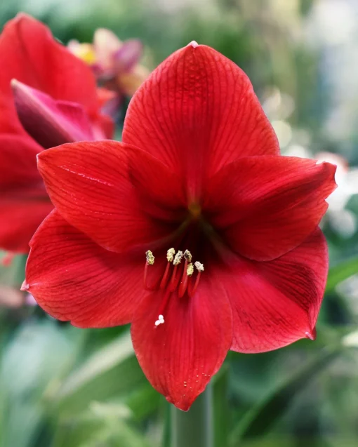 Amaryllis 'Red Lion' -UK Garden Plants Sales 2024 hippeastrum red lion 5