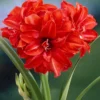 Amaryllis 'Red Peacock' -UK Garden Plants Sales 2024 hippeastrum red peacock 0 94088531 c7d6 4164 8dc5 8092c874055c scaled