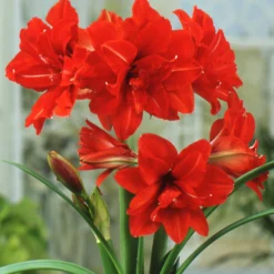 Amaryllis 'Red Peacock' -UK Garden Plants Sales 2024 hippeastrum red peacock 1