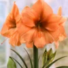 Amaryllis 'Rilona' -UK Garden Plants Sales 2024 hippeastrum rilona 4 scaled