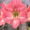 Amaryllis 'Susan' -UK Garden Plants Sales 2024 hippeastrum susan 1