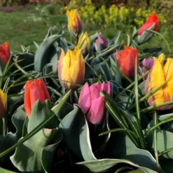 Tulip Collection 'Irene's Heirloom' 24 Tulip Collection 'Irene's Heirloom' -UK Garden Plants Sales 2024 irene s heirloom tulip collection 10