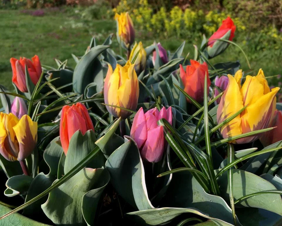 Tulip Collection 'Irene's Heirloom' 12 Tulip Collection 'Irene's Heirloom' - Image 10