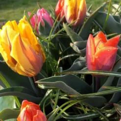 Tulip Collection 'Irene's Heirloom' 26 Tulip Collection 'Irene's Heirloom' -UK Garden Plants Sales 2024 irene s heirloom tulip collection 12