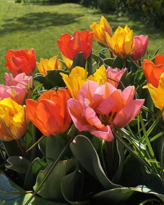 Tulip Collection 'Irene's Heirloom' 4 Tulip Collection 'Irene's Heirloom' - Image 2