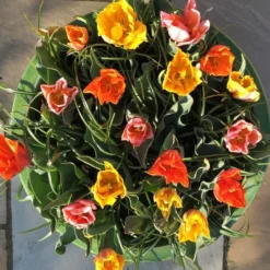 Tulip Collection 'Irene's Heirloom' 18 Tulip Collection 'Irene's Heirloom' -UK Garden Plants Sales 2024 irene s heirloom tulip collection 8