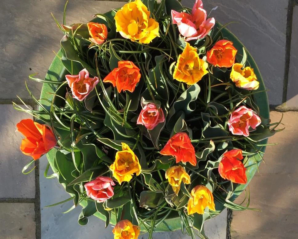 Tulip Collection 'Irene's Heirloom' 6 Tulip Collection 'Irene's Heirloom' - Image 4