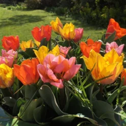 Tulip Collection 'Irene's Heirloom' 22 Tulip Collection 'Irene's Heirloom' -UK Garden Plants Sales 2024 irene s heirloom tulip collection 9