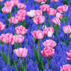 Collection 'Magenta Magic' 10 Collection 'Magenta Magic' -UK Garden Plants Sales 2024 magic magenta 2