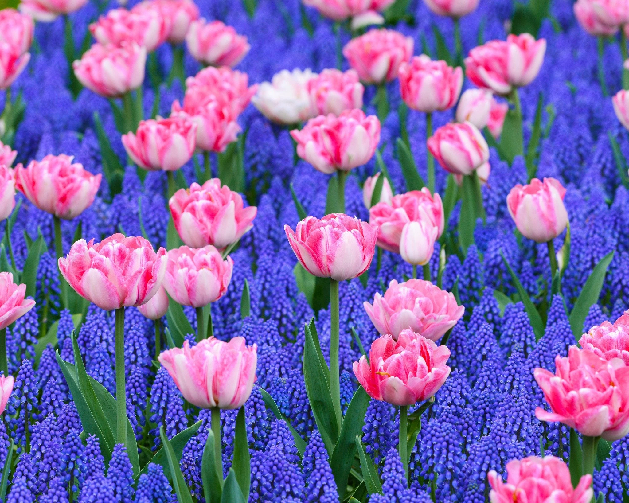 Collection 'Magenta Magic' 6 Collection 'Magenta Magic' - Image 4