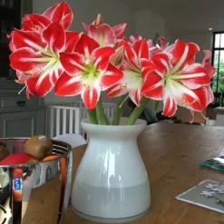 Amaryllis 'Minerva' -UK Garden Plants Sales 2024 minerva2