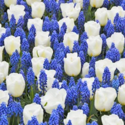 Muscari Armeniacum -UK Garden Plants Sales 2024 muscari armeniacum 1