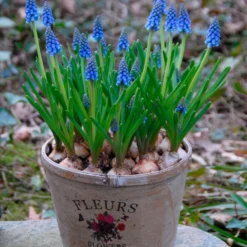 Muscari Armeniacum -UK Garden Plants Sales 2024 muscari armeniacum 10