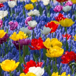 Muscari Armeniacum -UK Garden Plants Sales 2024 muscari armeniacum 11