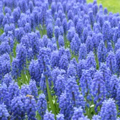 Muscari Armeniacum -UK Garden Plants Sales 2024 muscari armeniacum 12