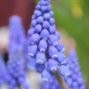 Muscari Armeniacum -UK Garden Plants Sales 2024 muscari armeniacum 2