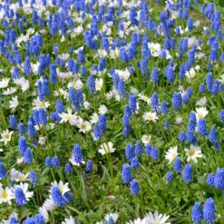 Muscari Armeniacum -UK Garden Plants Sales 2024 muscari armeniacum 3