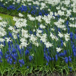 Muscari Armeniacum -UK Garden Plants Sales 2024 muscari armeniacum 4